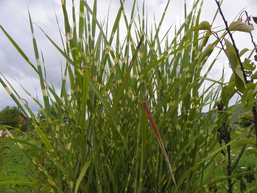 miscanthus Zebrinus - Dobarland 2018 3