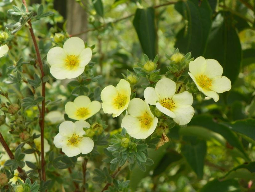 potentilla fruticosa Primrose - Dobarland 2018 3