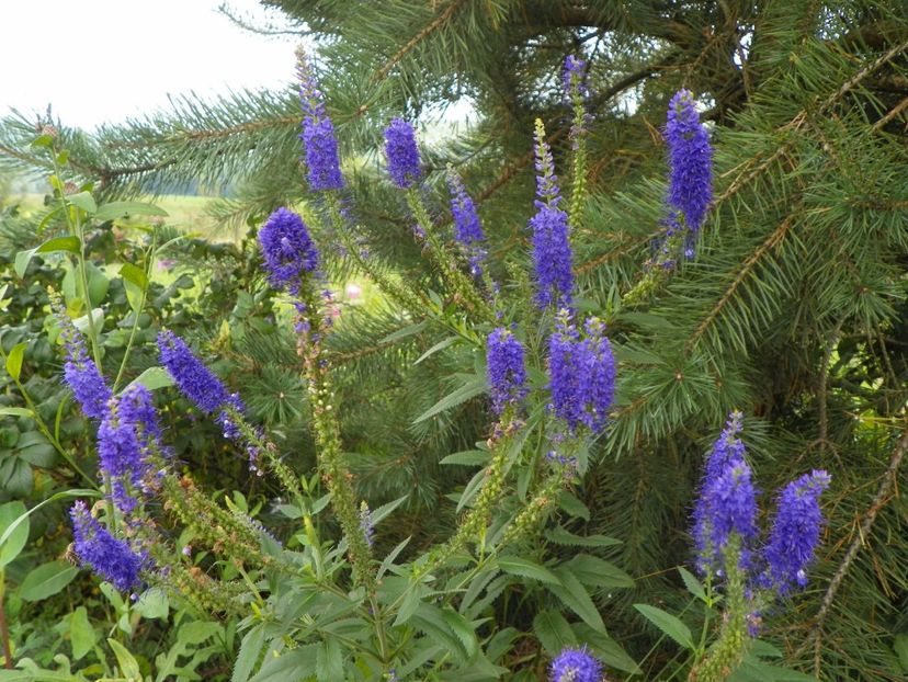 veronica spicata - Dobarland 2018 3