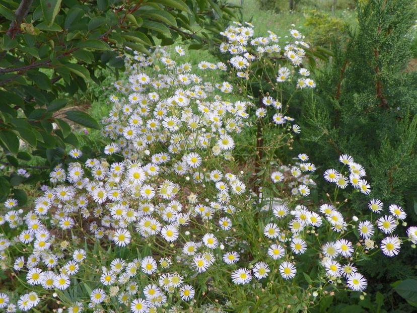 erigeron annuus - Dobarland 2018 3