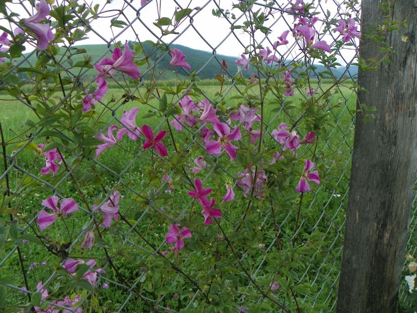clematis Krakowiak - Dobarland 2018 3