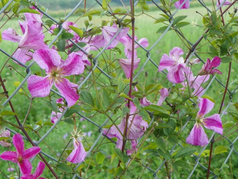 clematis Krakowiak - Dobarland 2018 3