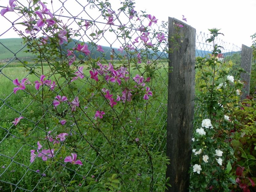 clematis Krakowiak - Dobarland 2018 3