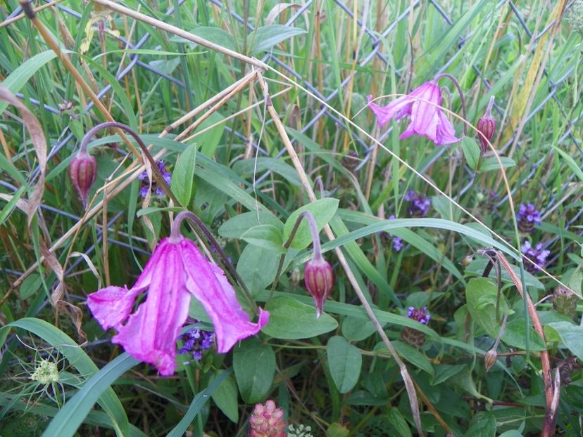clematis Heather Hershell - Dobarland 2018 3