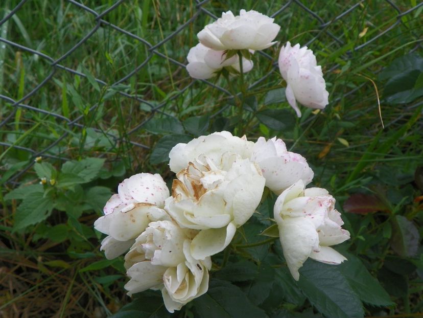 Bouquet Parfait - Trandafiri 2018 4