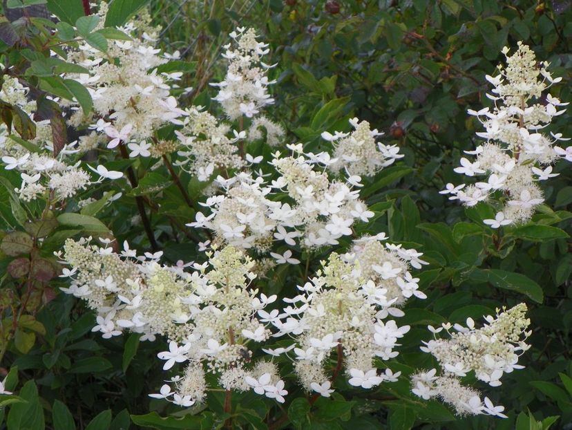hydrangea paniculata Grandiflora - Dobarland 2018 3