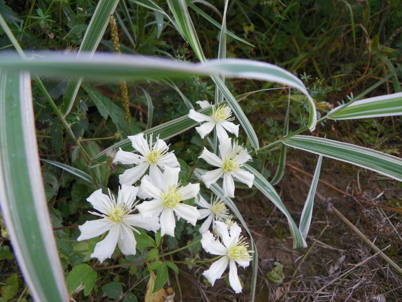Clematis Summer Snow - Dobarland 2018 3