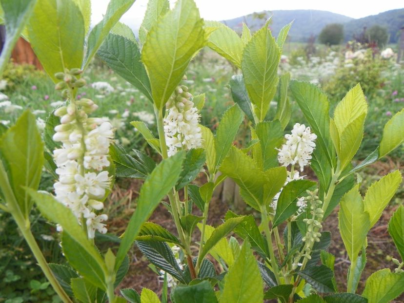 clethra alnifolia - Dobarland 2018 3
