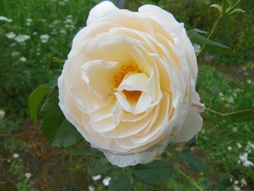 Uetersener Klosterrose - Trandafiri 2018 4