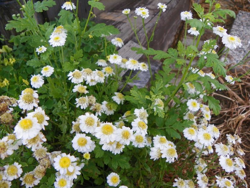 tanacetum parthenium - Dobarland 2018 3