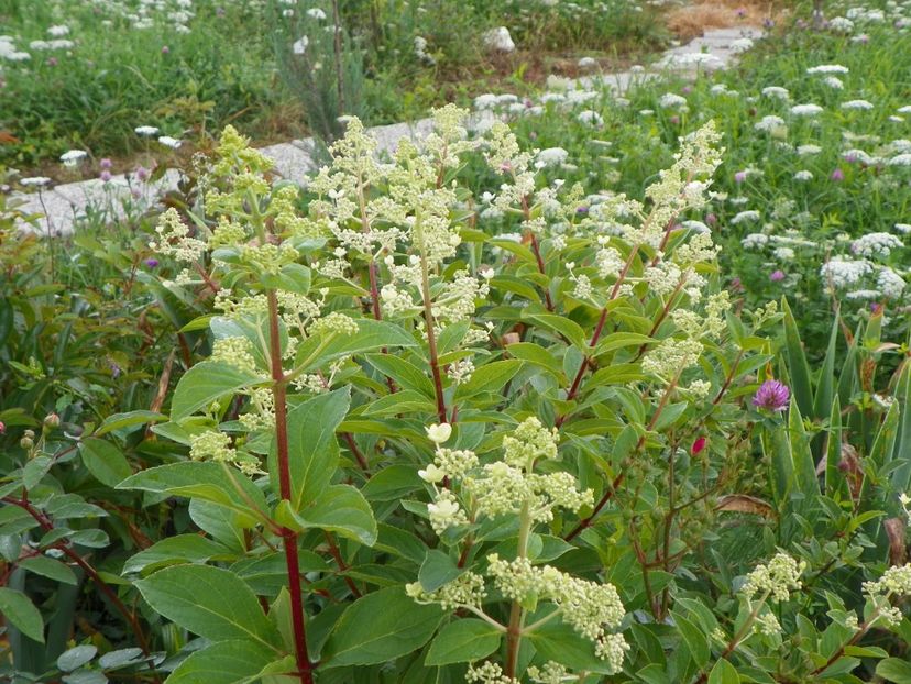 hydrangea paniculata Interhydia - Dobarland 2018 3