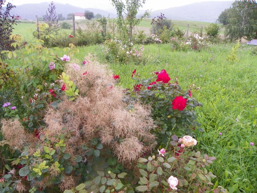 cotinus coggyria Young lady si Zeelandia - Dobarland 2018 3