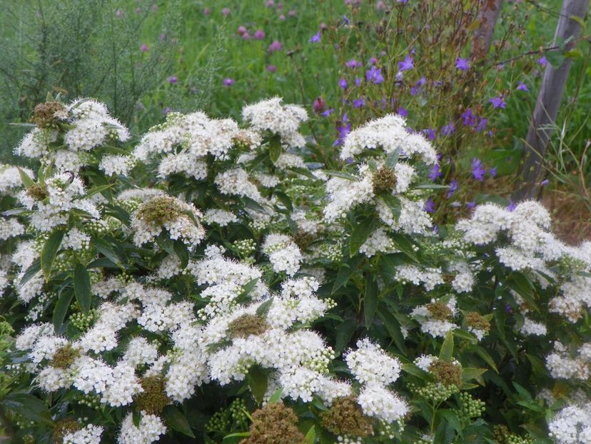 spiraea Albiflora - Dobarland 2018 3