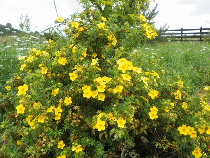 potentilla fruticosa Goldfinger - Dobarland 2018 3