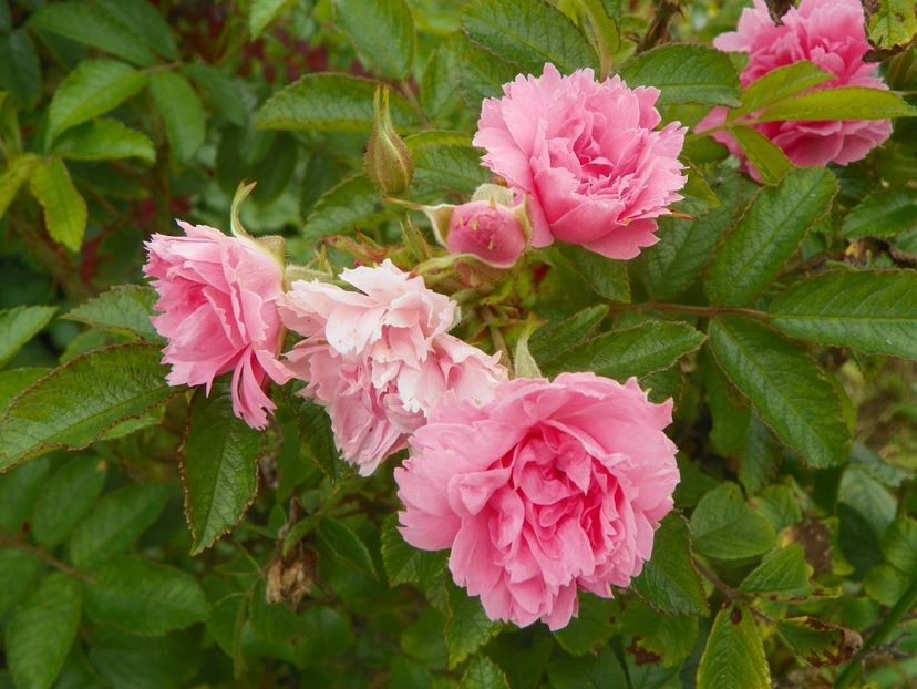 Pink Grootendorst - Trandafiri 2018 4