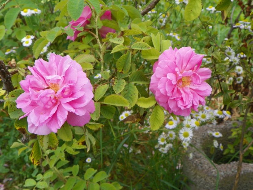 Autumn Damask - Trandafiri 2018 4