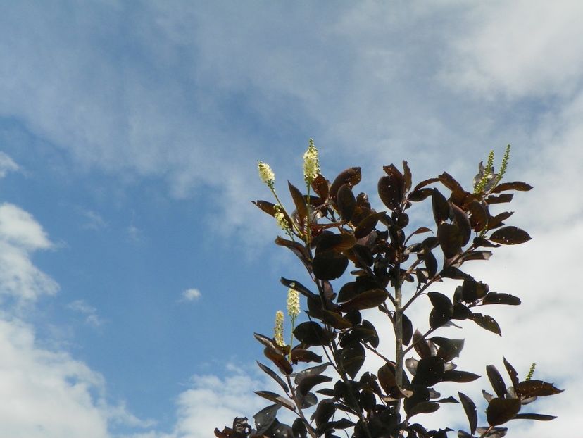 prunus virginiana Schubert - Dobarland 2018 3