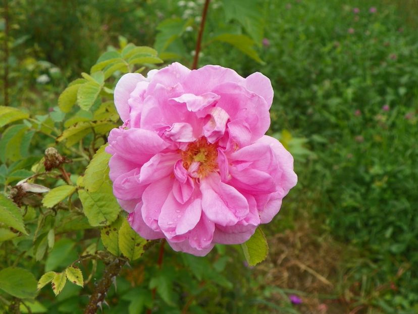 Autumn Damask - Trandafiri 2018 4