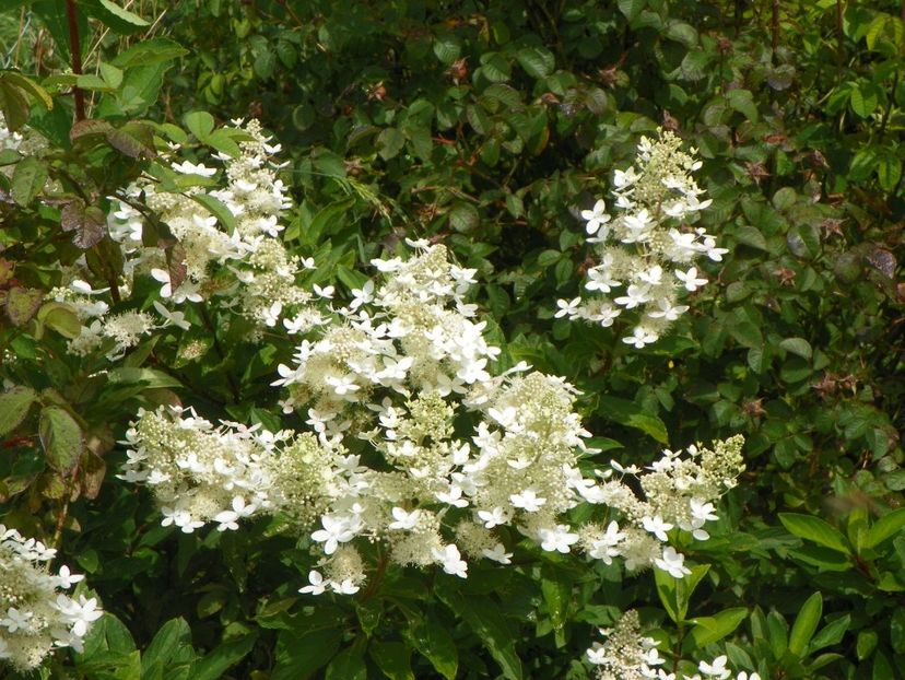 hydrangea paniculata Grandiflora - Dobarland 2018 3