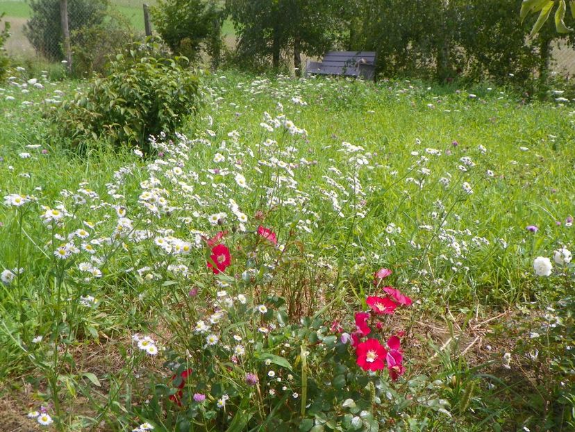 Candia Meillandecor - Dobarland 2018 3