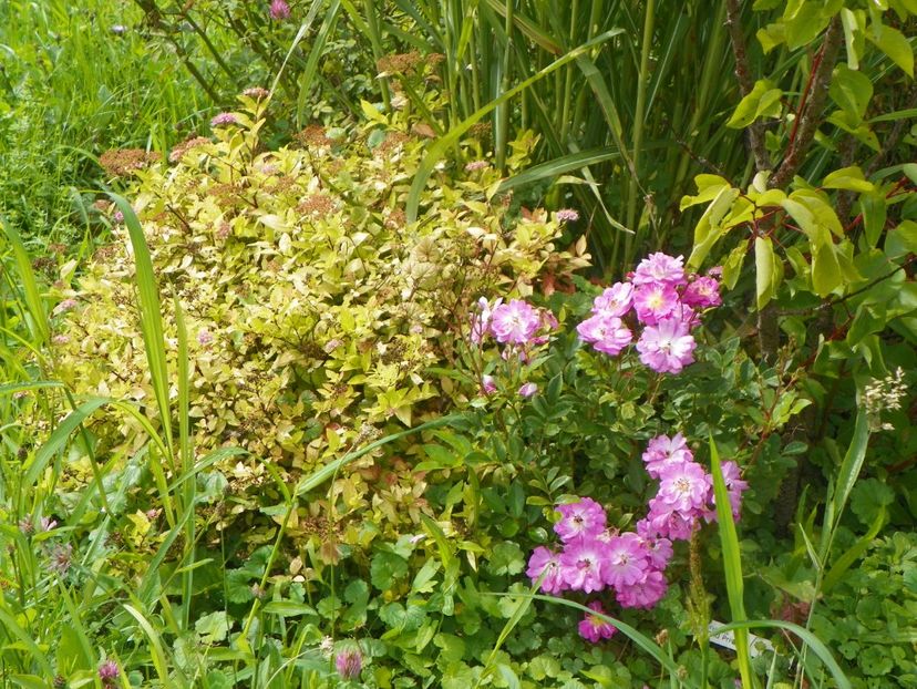 spiraea Golden Princess si Raymond Privat - Dobarland 2018 3