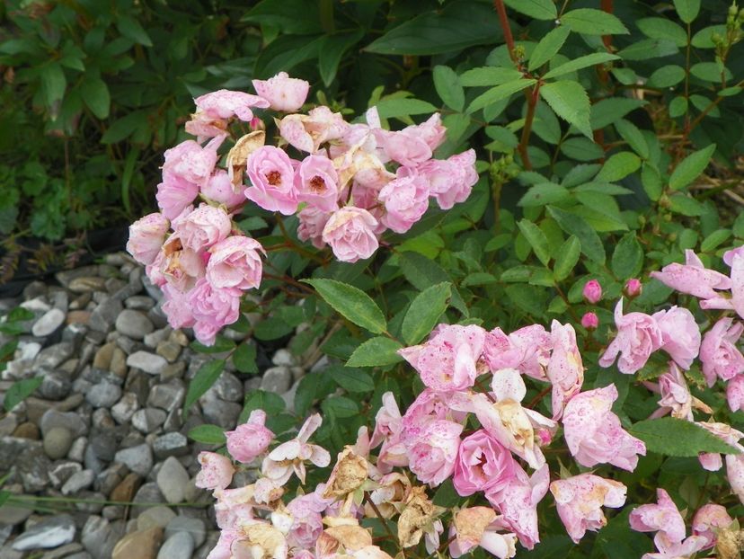 Heavenly Pink - Trandafiri 2018 4