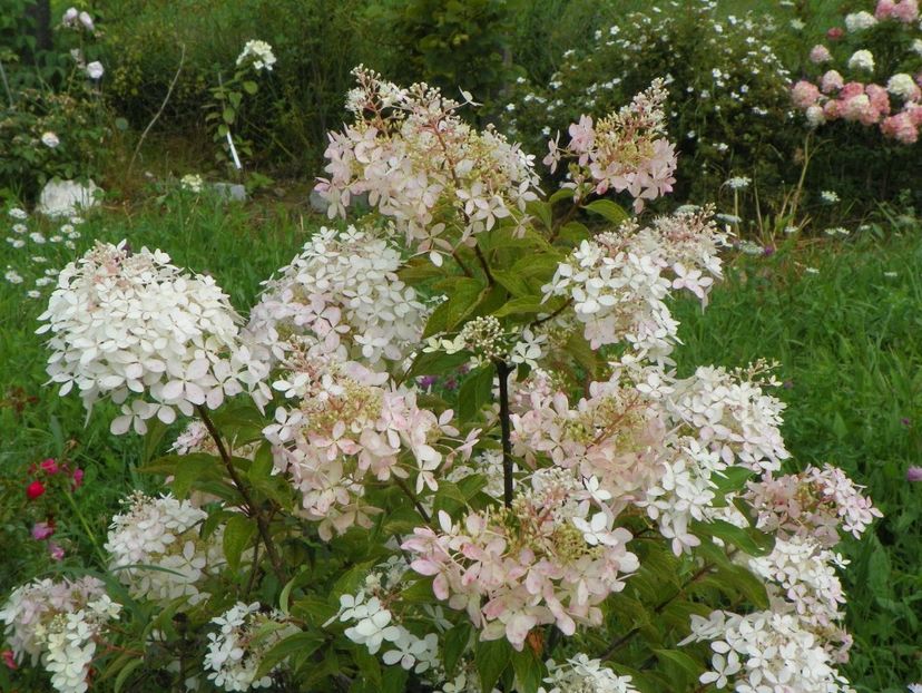 hydrangea paniculata Phantom - Dobarland 2018 3