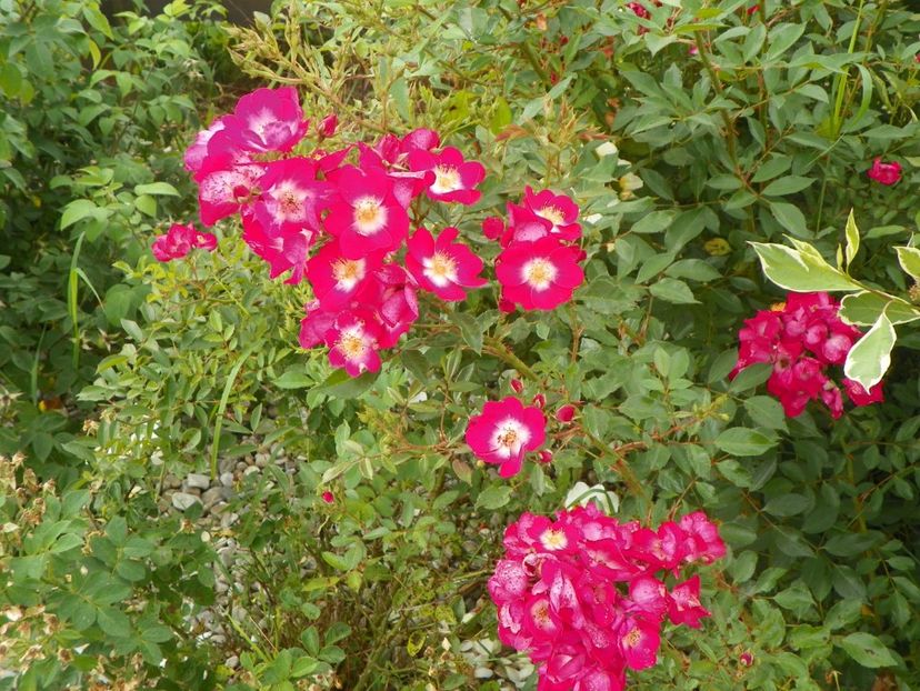 Grand Duc Jean - Trandafiri 2018 4