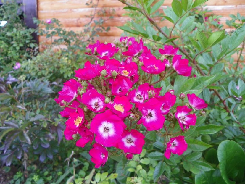 Red Ballerina - Trandafiri 2018 4