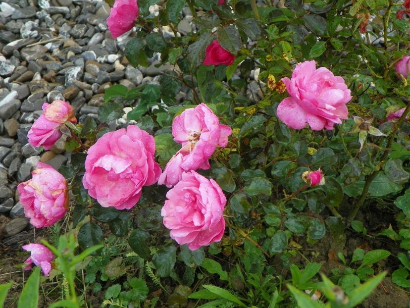 Bordure Magenta - Trandafiri 2018 4