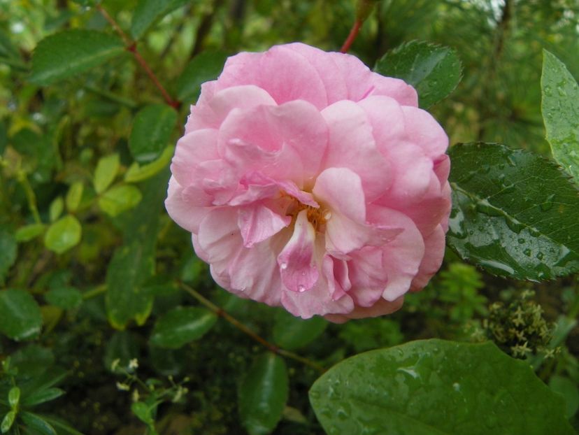 Pink Prosperity - Trandafiri 2018 4