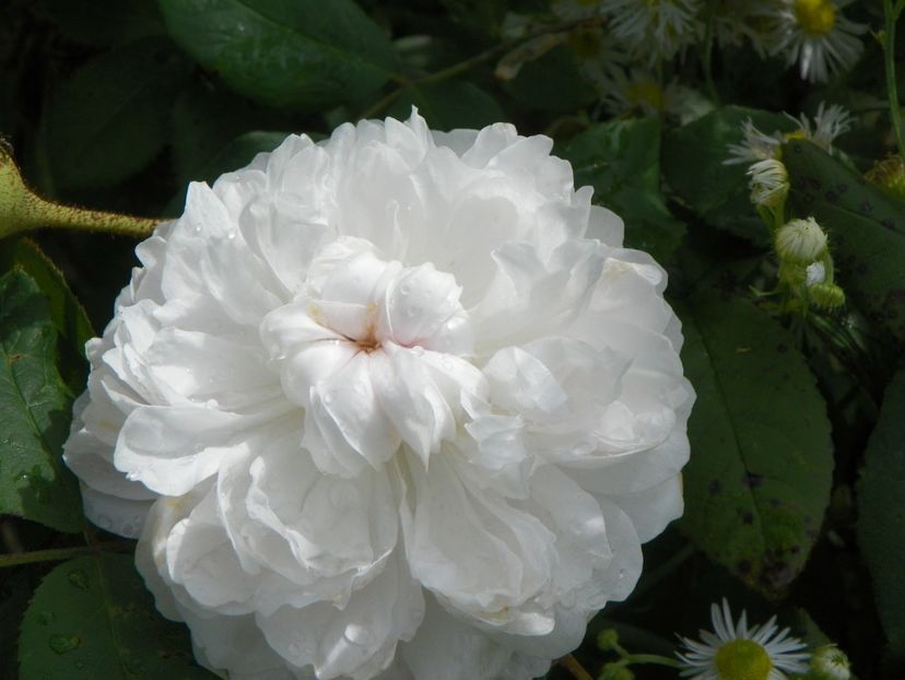 White Jacques Cartier - Trandafiri 2018 4