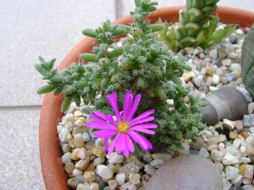 Trichodiadema bulbosum - Suculente 2018