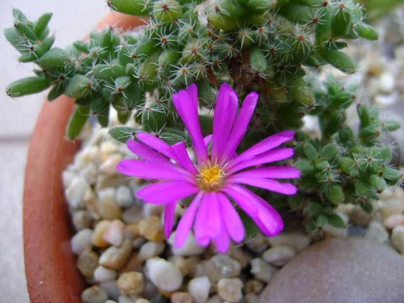 Trichodiadema bulbosum - Suculente 2018