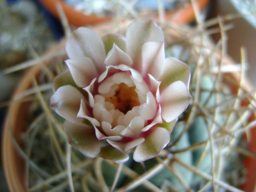 Gymnocalycium cardenasianum - Cactusi 2018 Gymnocalycium