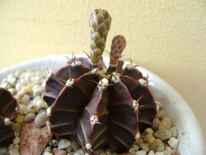 Gymnocalycium friedrichii, 2 ex. - Cactusi 2018 Gymnocalycium