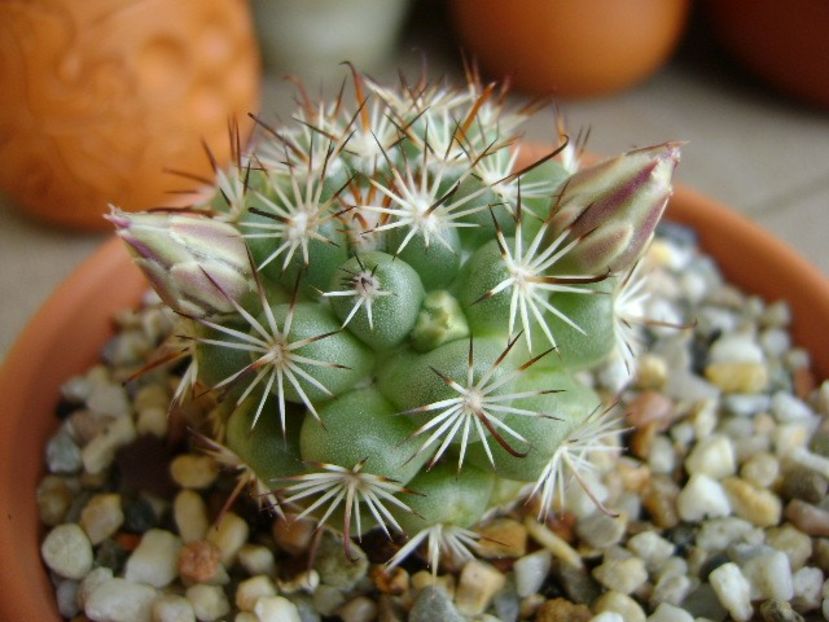 Mammillaria schumannii v. globosa - Cactusi 2018 bis bis