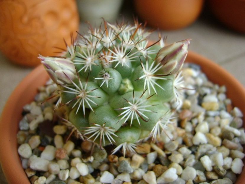 Mammillaria schumannii v. globosa - Cactusi 2018 bis bis