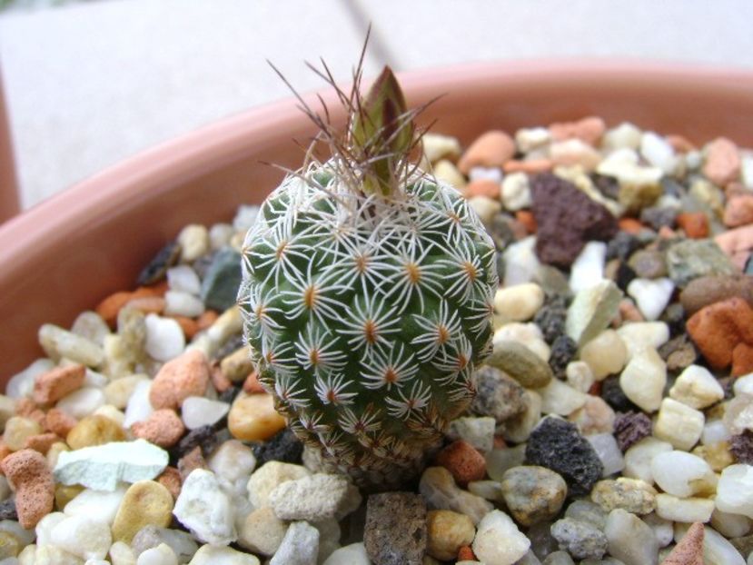 Turbinicarpus dickisoniae - Cactusi 2018 bis bis