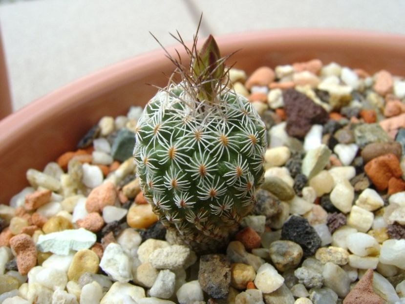 Turbinicarpus dickisoniae - Cactusi 2018 bis bis