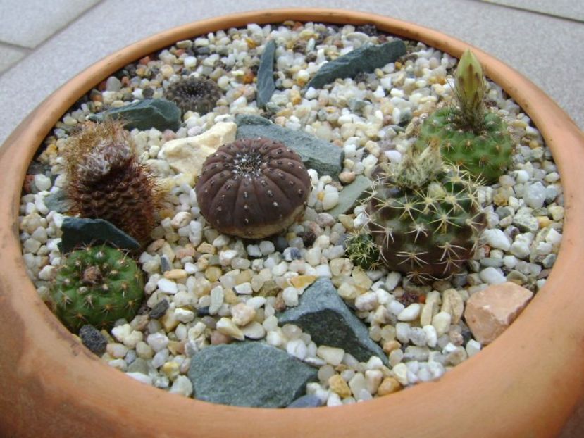 Grup de 7 Frailea - Cactusi 2018 bis bis