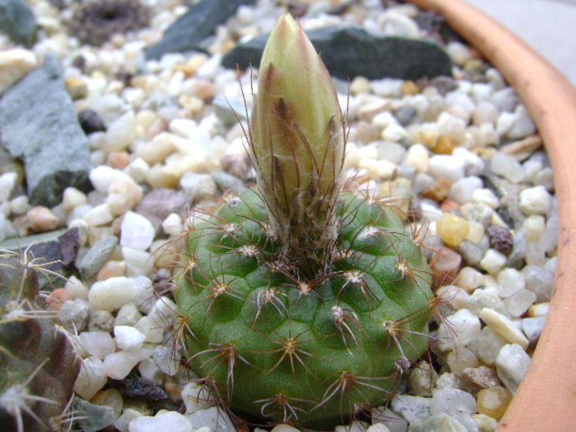 Frailea  pulcherrima (pygmaea) - Cactusi 2018 bis bis