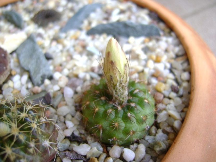 Frailea  pulcherrima (pygmaea) - Cactusi 2018 continuare