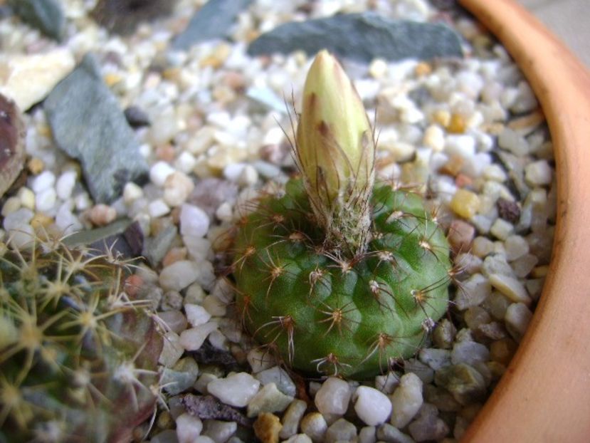 Frailea  pulcherrima (pygmaea) - Cactusi 2018 continuare