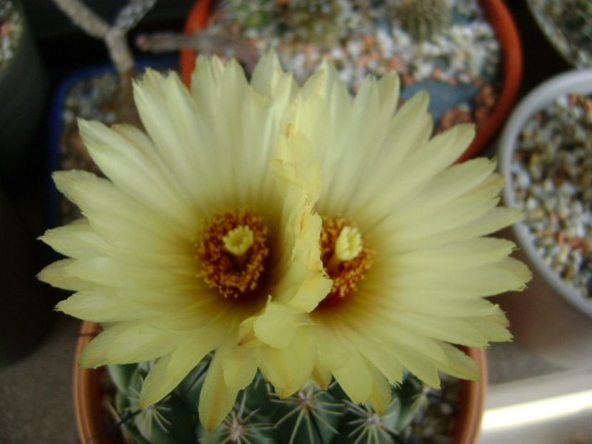 Coryphanta calipensis - Cactusi 2018 continuare