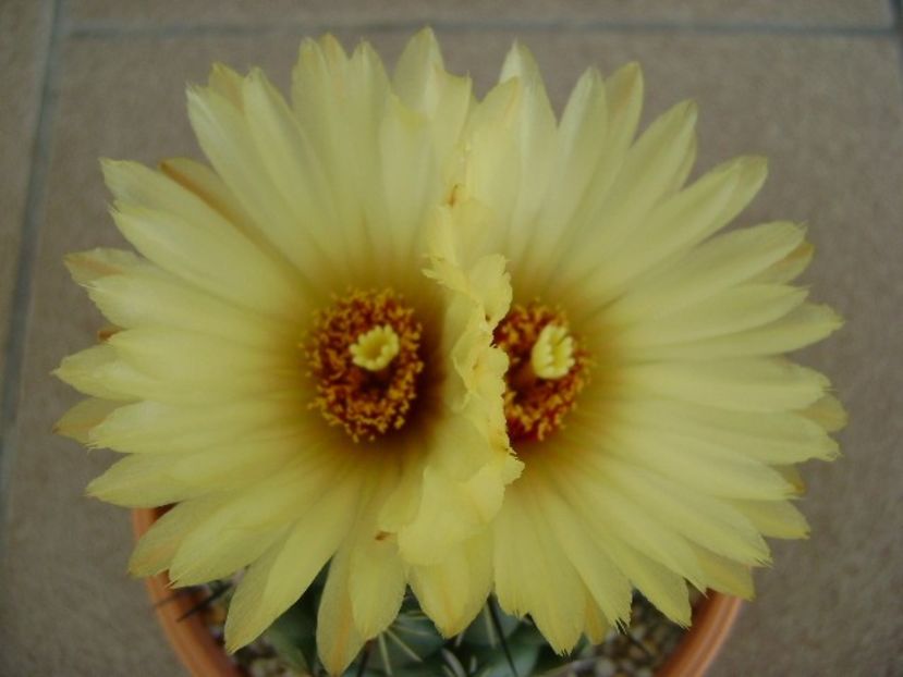 Coryphanta calipensis - Cactusi 2018 continuare