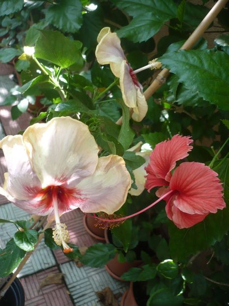 P1380962 - HIBISCUSI 2018-3