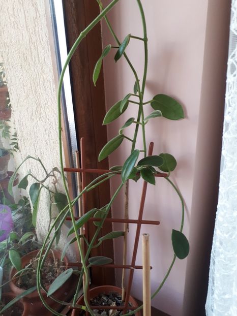 Ciliata iulie 2017 - Hoya Ciliata