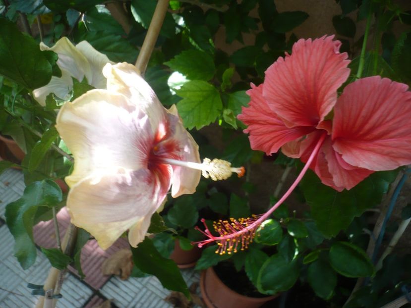 P1380963 - HIBISCUSI 2018-3