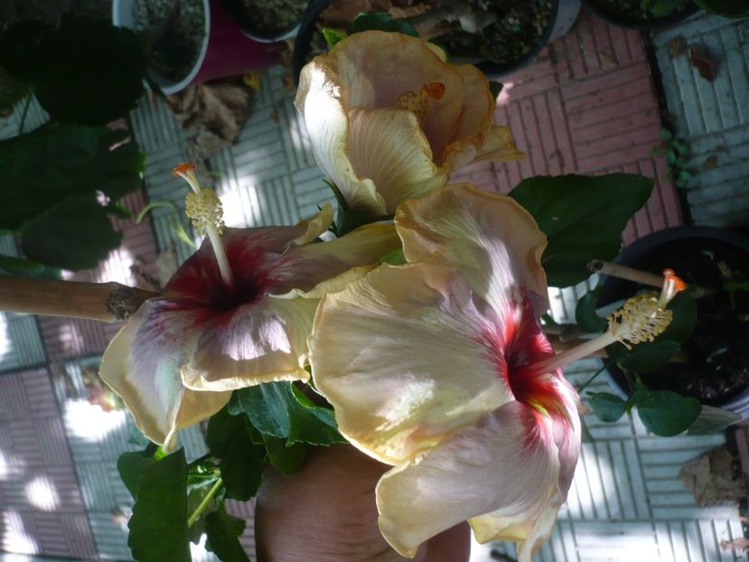 P1380964 - HIBISCUSI 2018-3